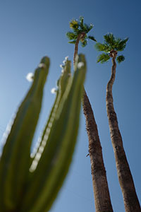 Palmen und Kakteen vor strahlend blauem Himmel